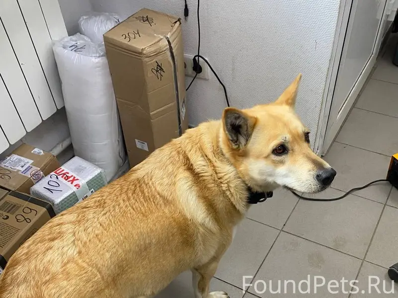 Найден а собака, Дедовск