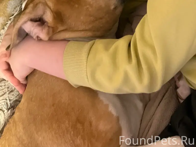 Пропала собака Рианна, Садовая 20а