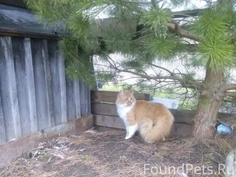Пропал кот Яша, поселок Сосновый