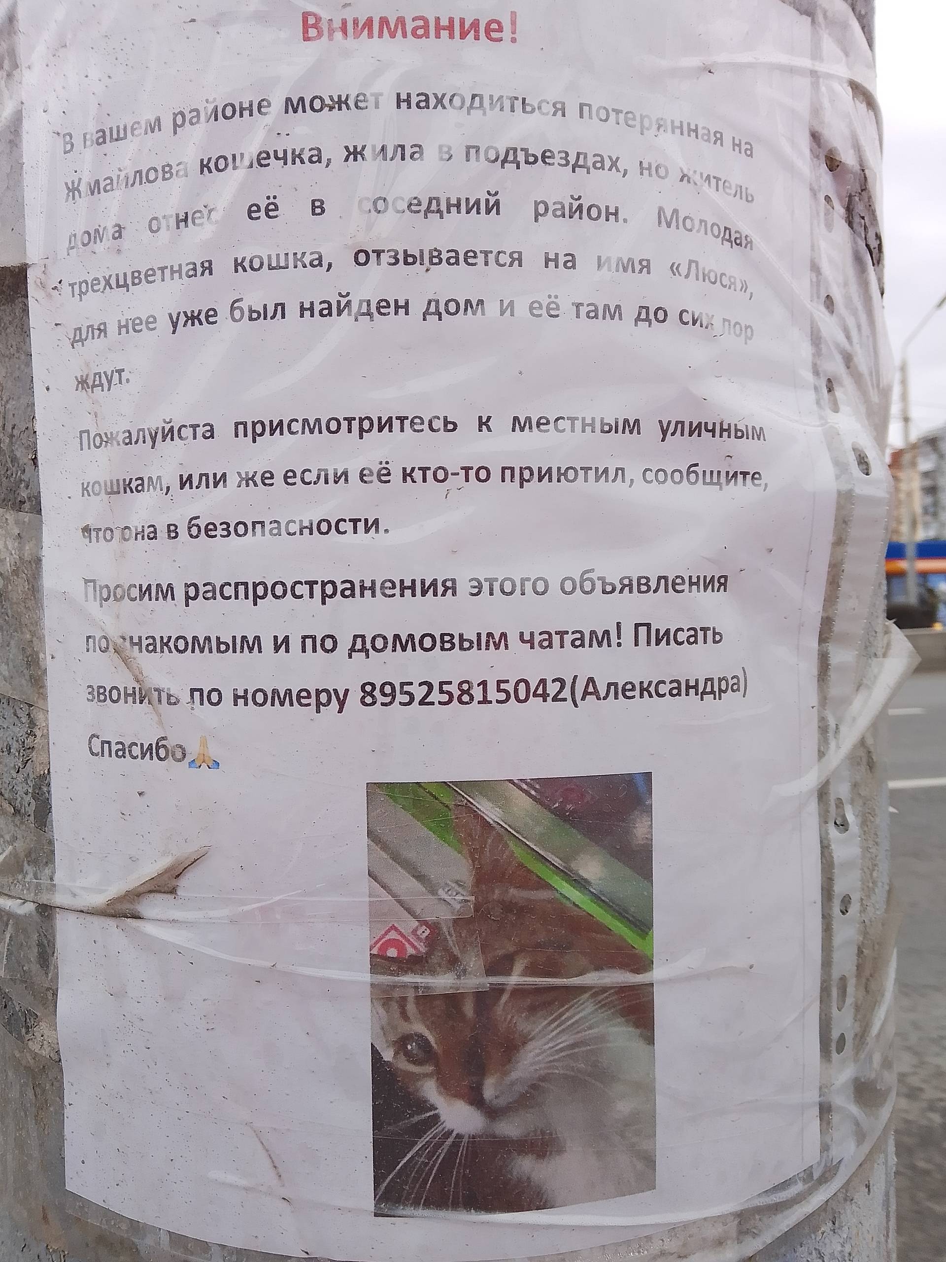 Пропала кошка, Жмайлова