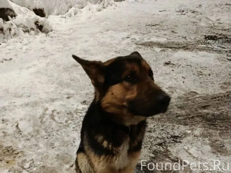 Найден щенок! Срочно ищем хозяина