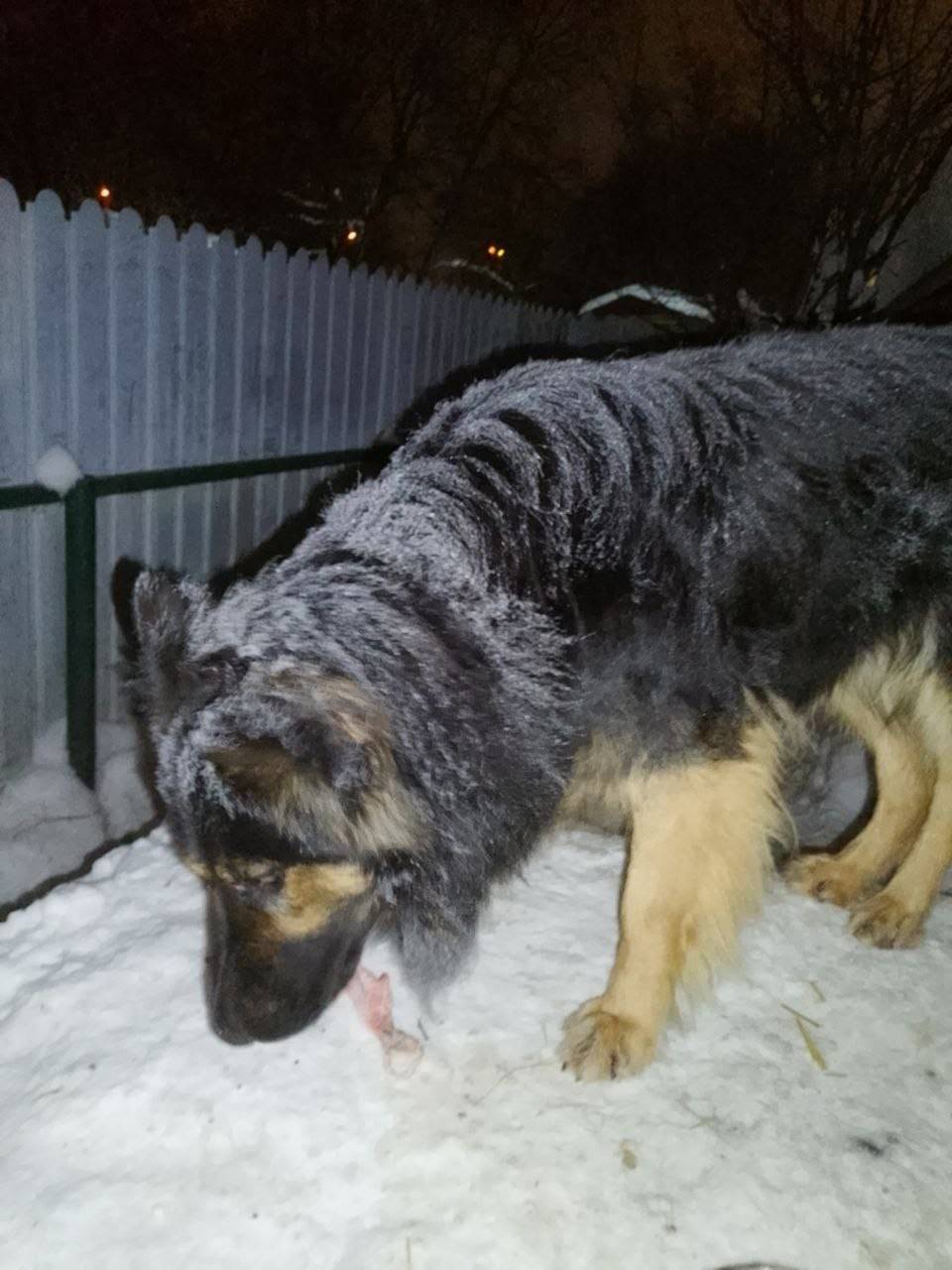 Пропал Цезарь, с. Грабово