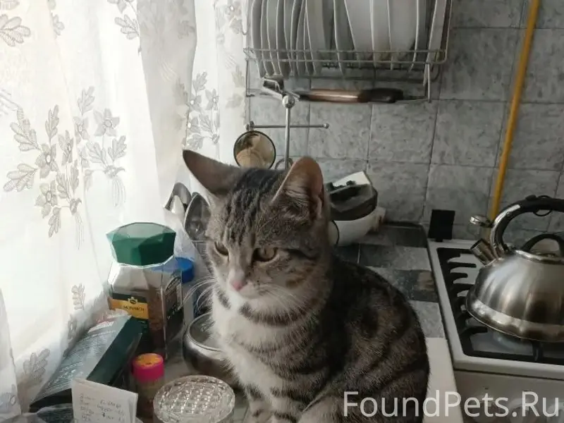 Пропал кот, район Августовских Событий 74