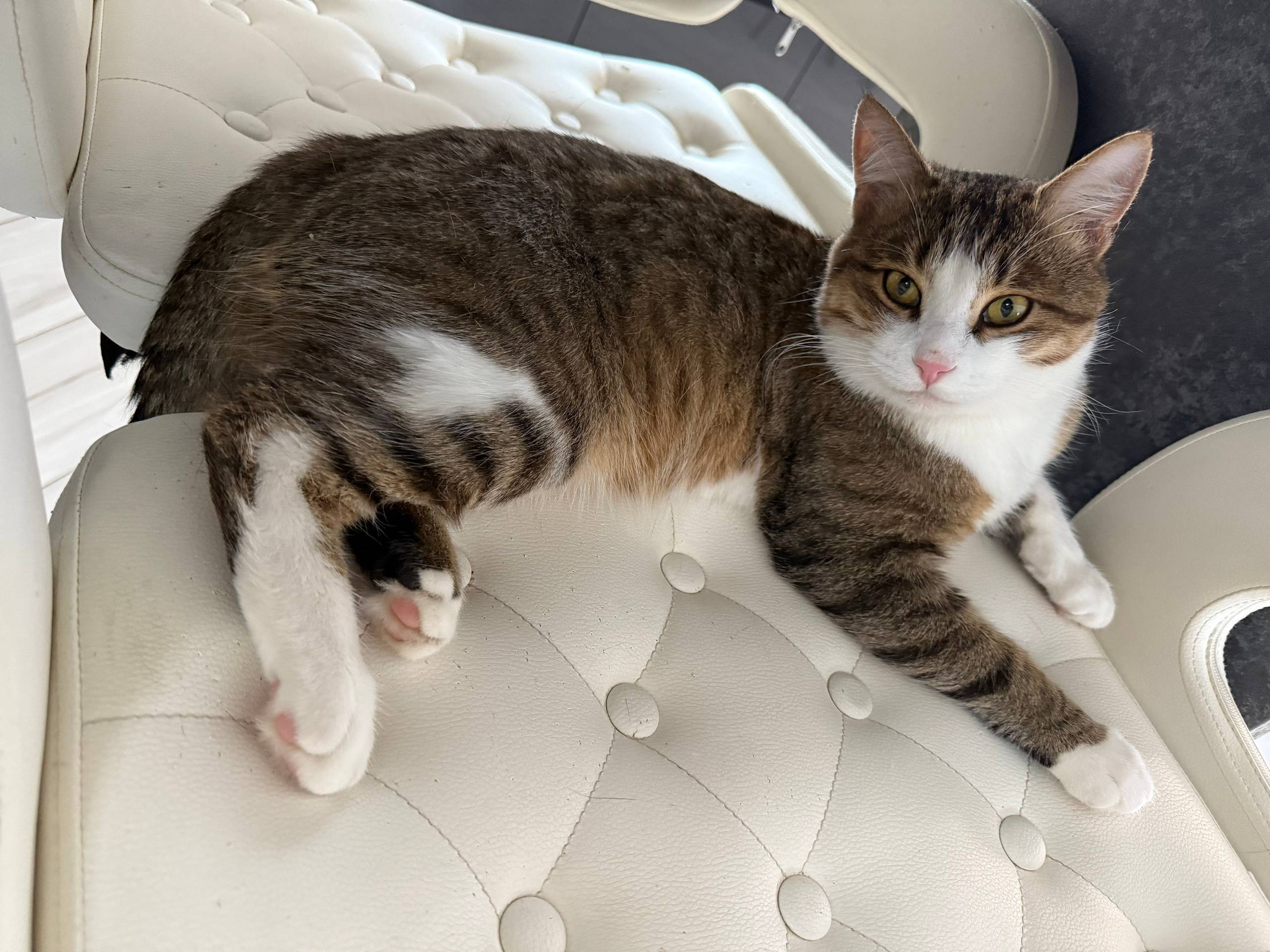 Пропал кот Вася, Уваровка