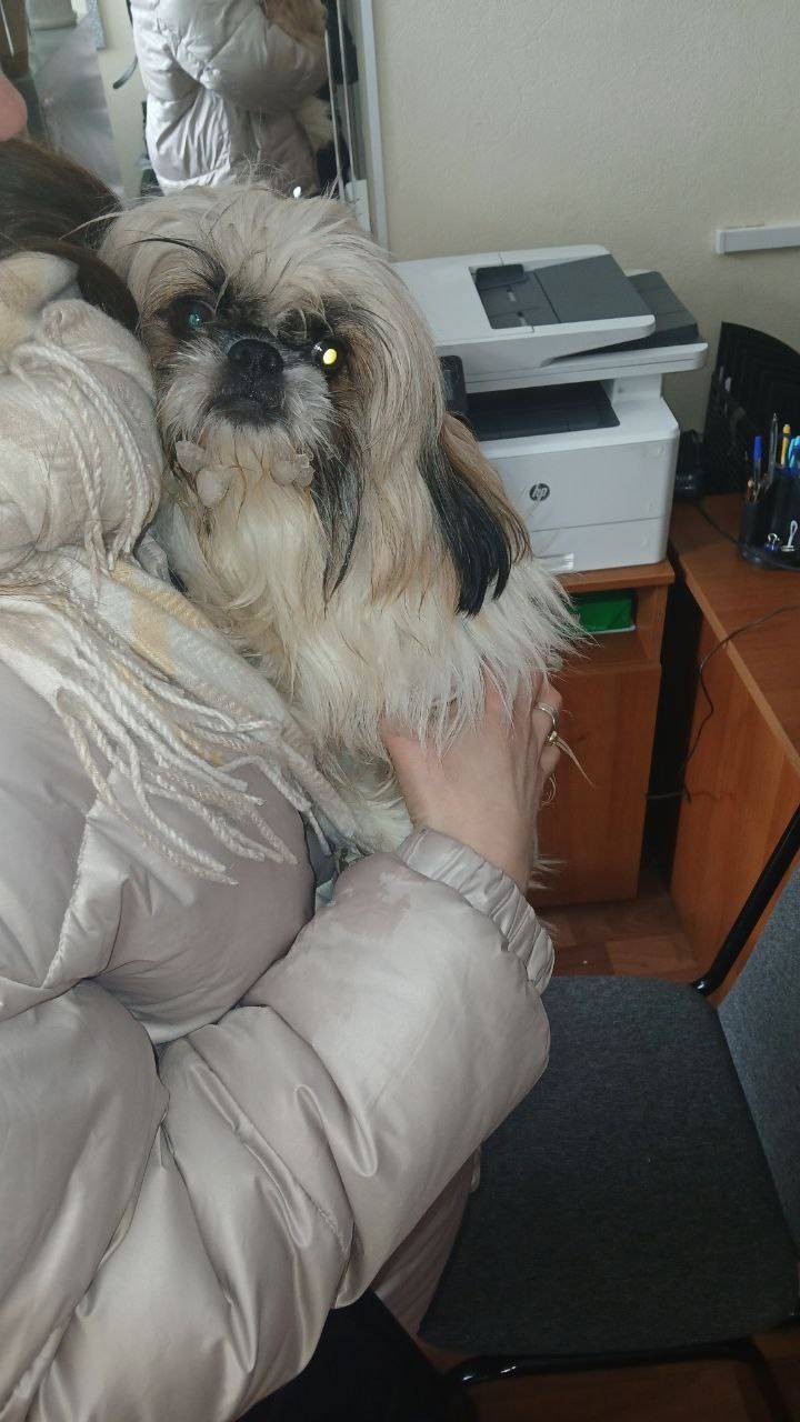 Найден кобель, ул. Ярошенко