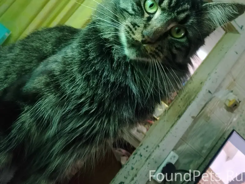 Пропал кот Рамзес, Георгиевск, улица Ленина