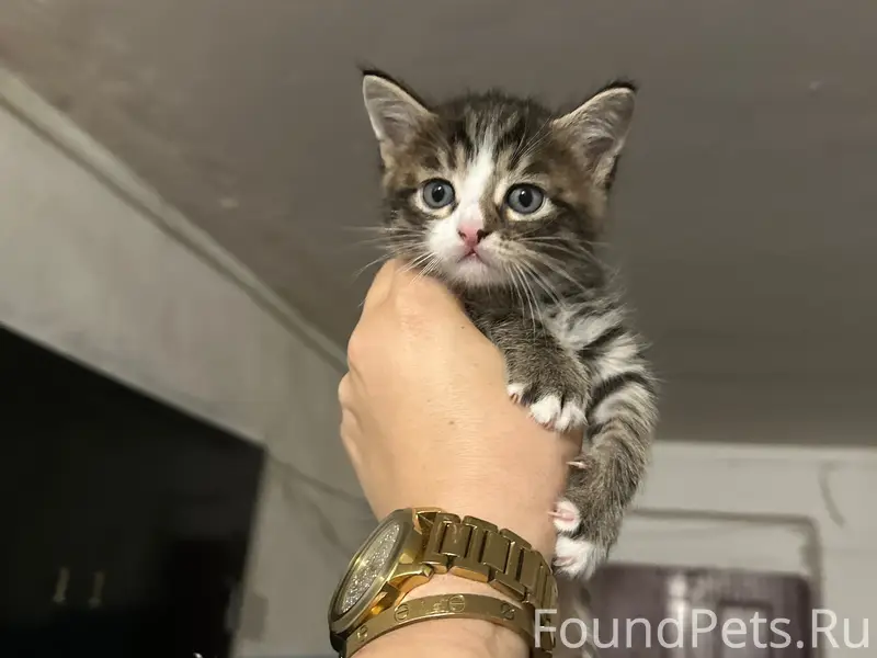 Найдены котята, Москворецкий квартал, Воскресенск