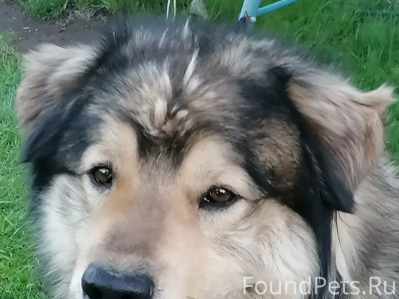 Пропал пёс Цезарь, деревня Вержино