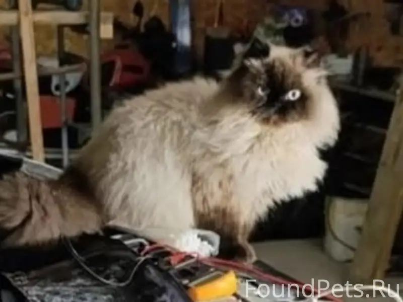 Пропал кот Барсик, ул. Шевченко