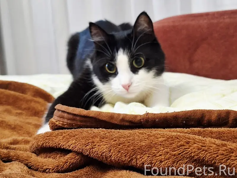 Пропал чёрно-белый кот Саня, с. Языково