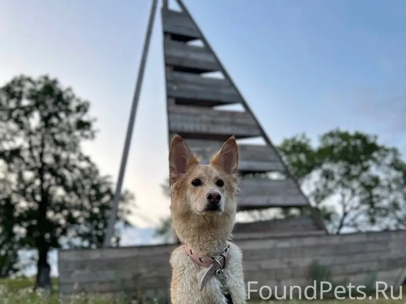 Пропала собака, возможно, розовый ошейник, Кошевого, 6