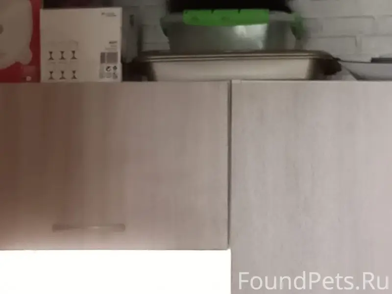 Пропал кот, район Комсомольского проспекта, Тверь