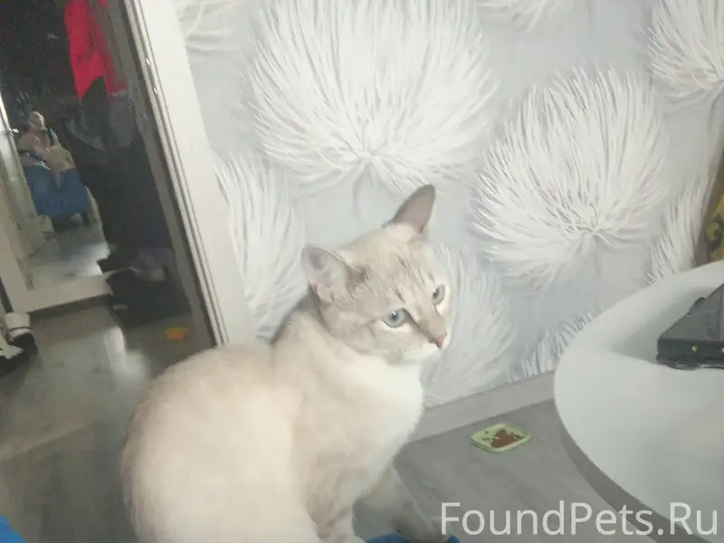 Пропала сиамская кошка Пуша, район диктора Левитана