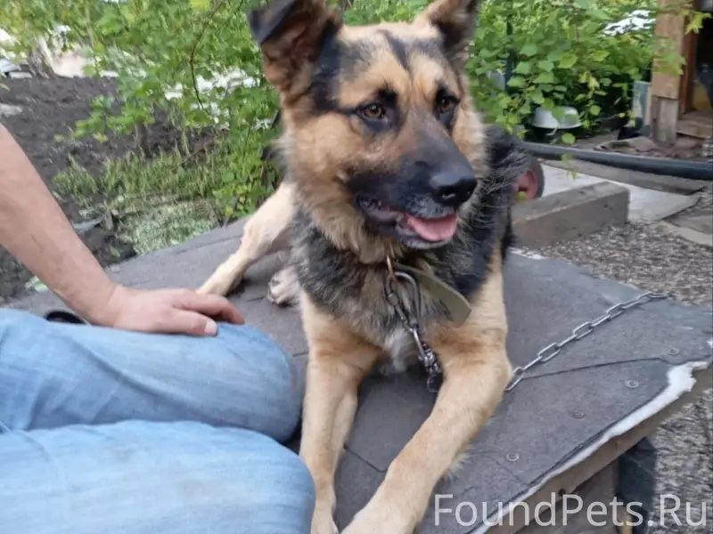 Пропал пес, СНТ Дружба, Радуга Вкуса