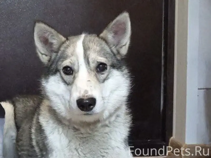 Пропали собаки, сообщите по телефону