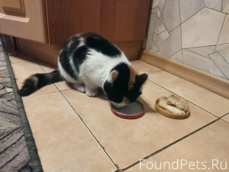 Найдена кошка, район Пожарка