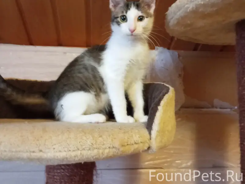 Найден котёнок Крош, Малоярославец
