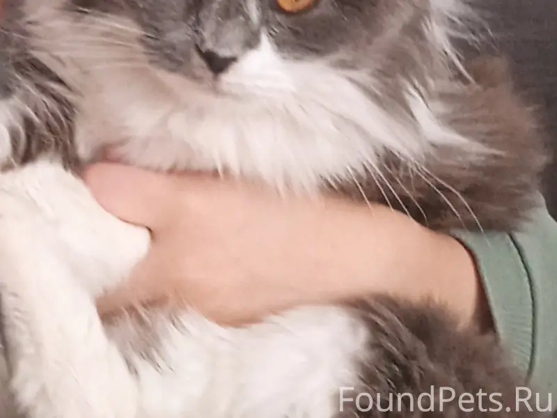 Пропала кошка Буся, Сосновый район