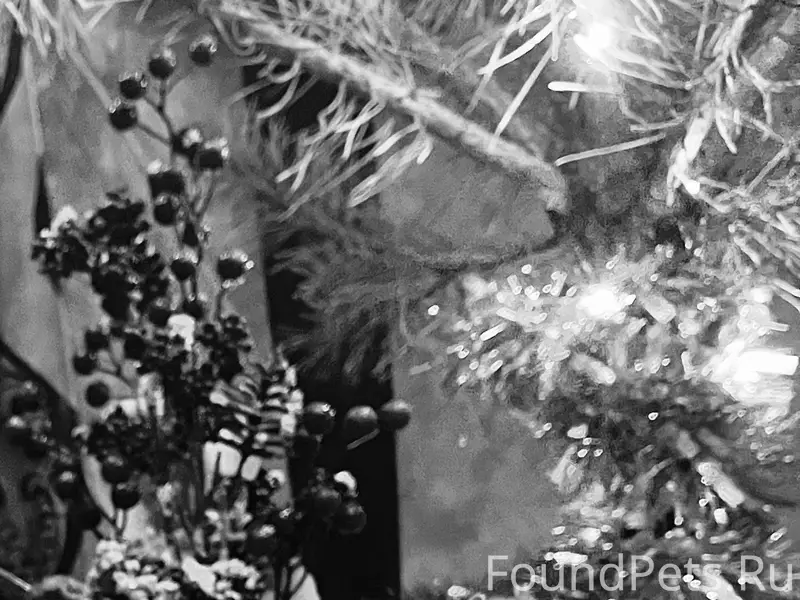 Пропала кошка Тося, улица Копылова