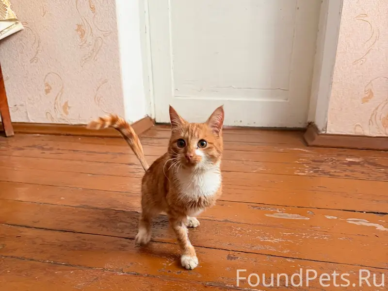 Найден рыжий котёнок Тео