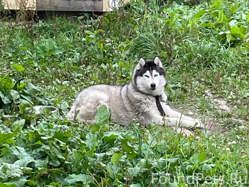 Пропал хаски Макс, Солнечногорский район