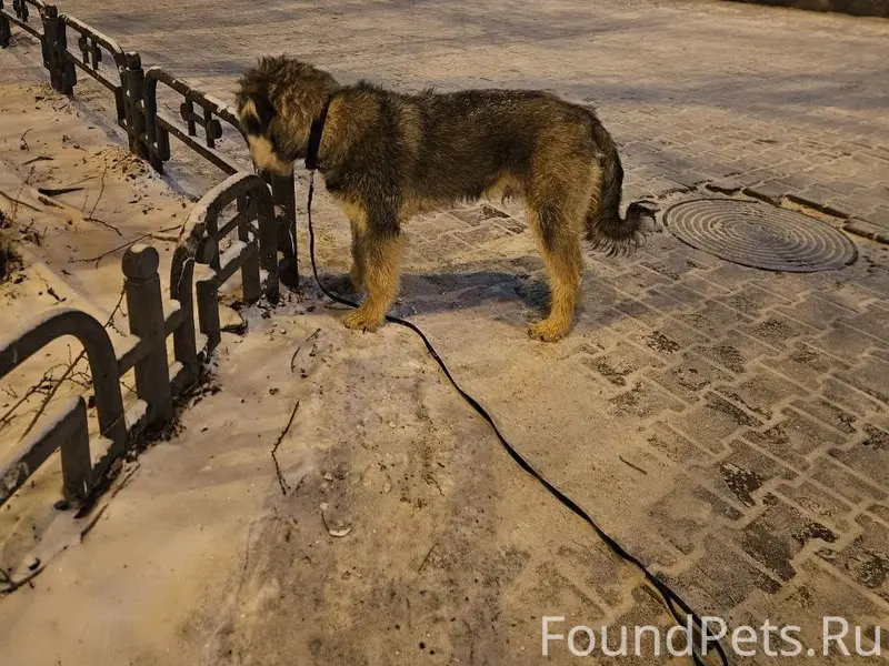 Найден породистый пёс, Ленина-Щетинкина