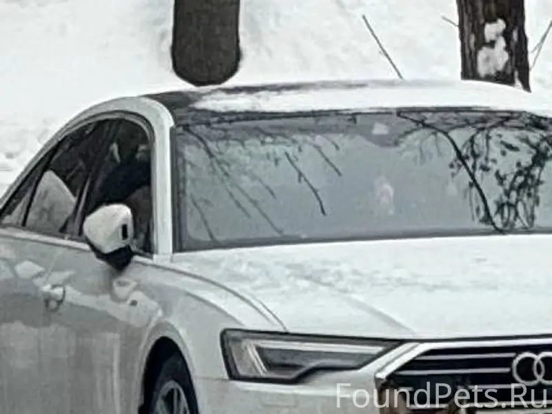 Пропал кобель, Ашхабадская, Ленина 12а