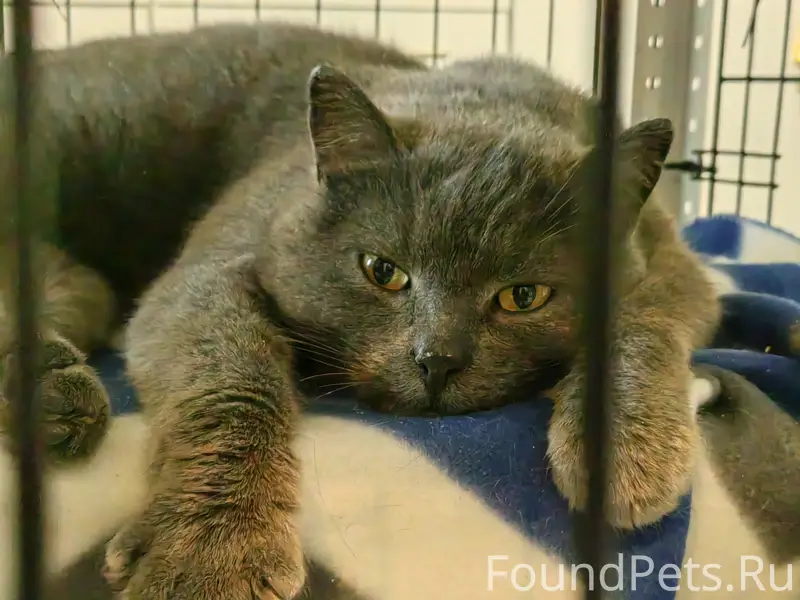 Найдена кошка, возможно помесь с шотландкой, Домодедово