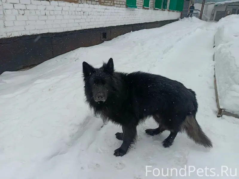 Пропал Зевс, немецкая овчарка, Боровск