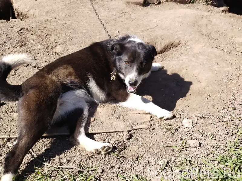 Пропала собака Боська, район ул. Чехова