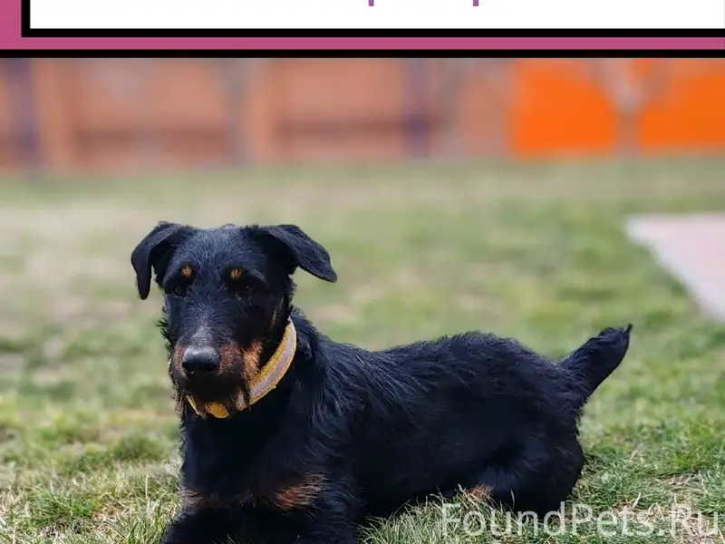 Пропал ягтерьер Рой