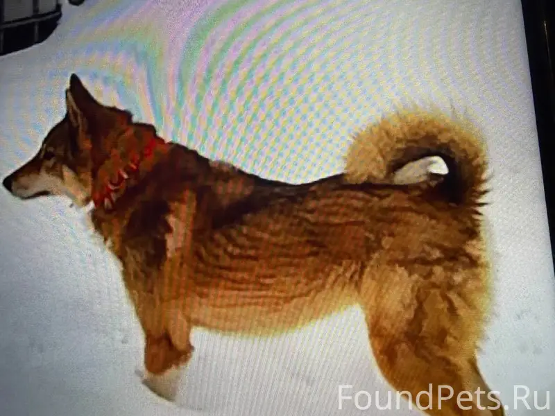 Пропала собака Яна, Билимбай