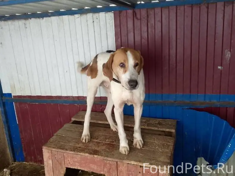 Найденна Русская гончая, автодорога М4