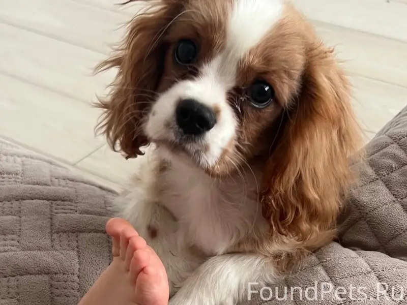 Пропал пёс Коди, район динамо, заречье