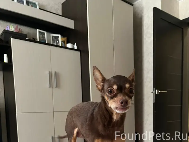 Пропала той терьер, район химик