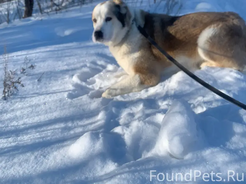 Пропала собака, массив Ваза