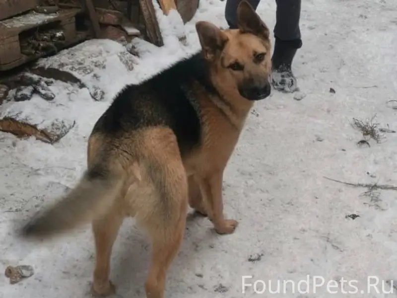 Пропал пёс, район 1 школы