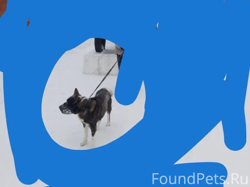 Пропал Бим, лайка, с чёрным поводком