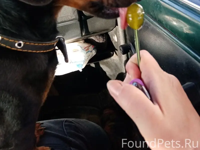 Пропала помесь таксы и ягдтерьера, без клички