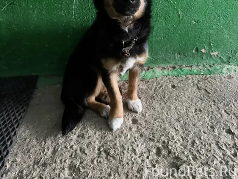 Найден щенок, Ключевая Жизнь