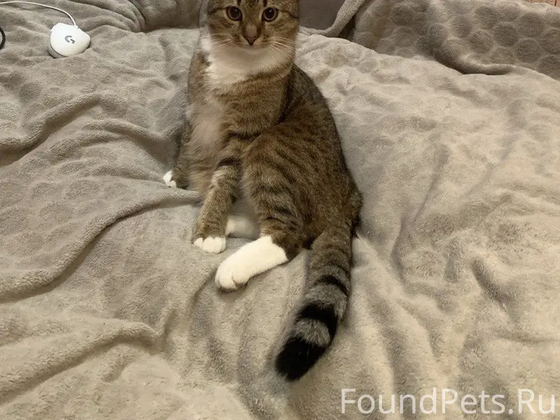 Пропал кот Барсик, Кашира-2