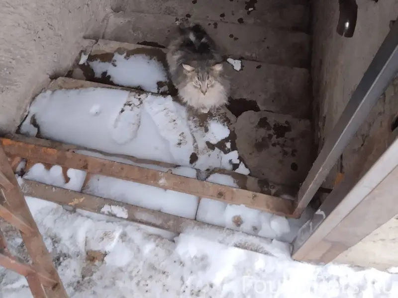 Найден кот, г. Владимир