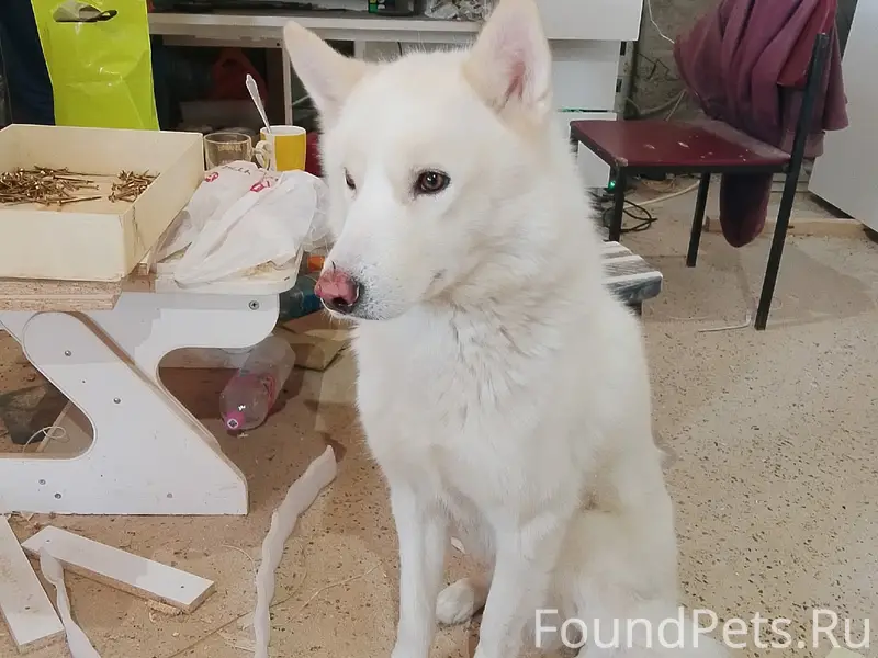 Найден лайка, деревня Ракитовка