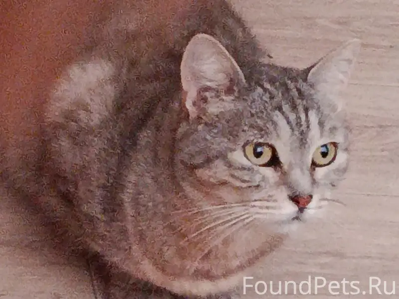 Пропала кошка Буся, Луговая, Осенняя