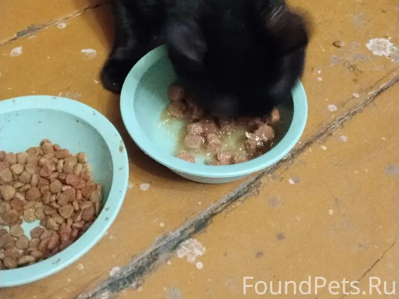 Найден котёнок-подросток, ул. Первомайская