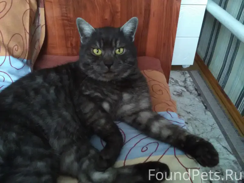 Пропал кот Марсик, ул. Советская