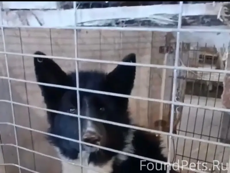 Пропала собака, Камышлов