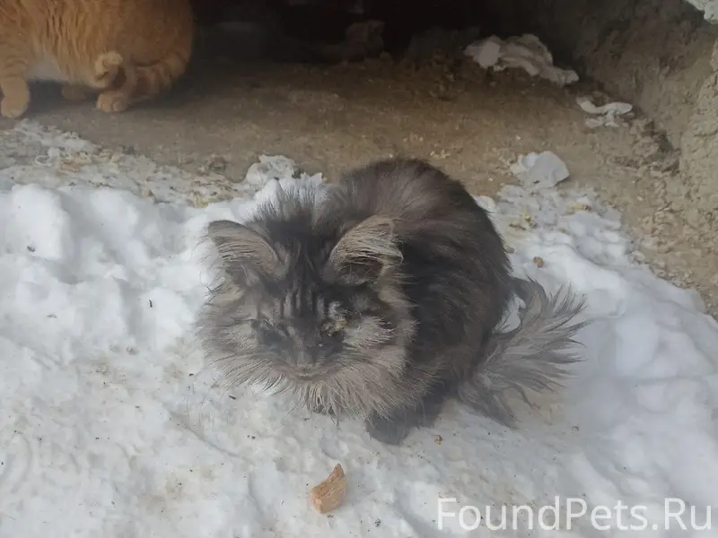 Пропали кошки, санаторий Станко