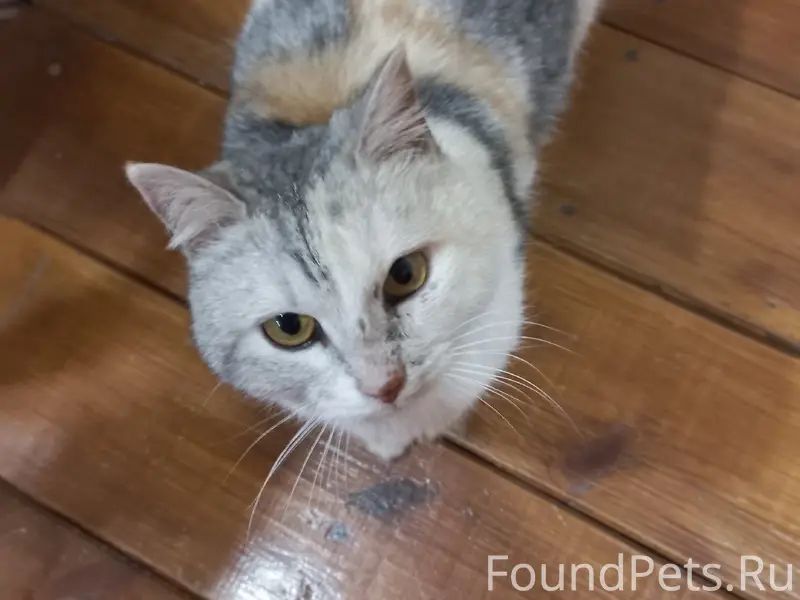 Найдена кошка, Михайловка, ул. Подлесная