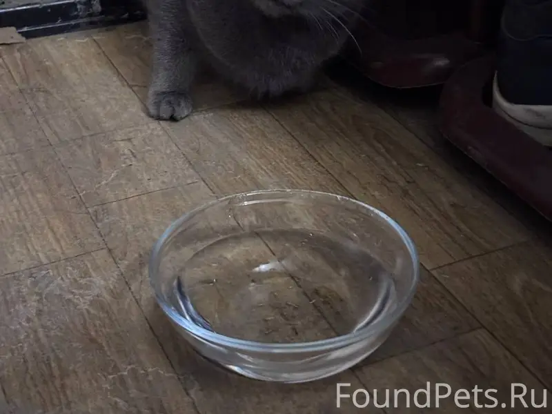 Найдена кошка, г. Самара